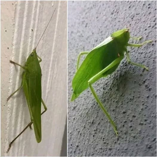 Szmaragdowy gość w Twoim domu: jaki ukryty przekaz?