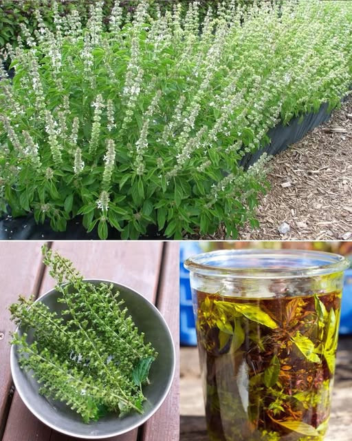 Nie obcinaj kwiatów bazylii: te mało znane skarby Cię zaskoczą!