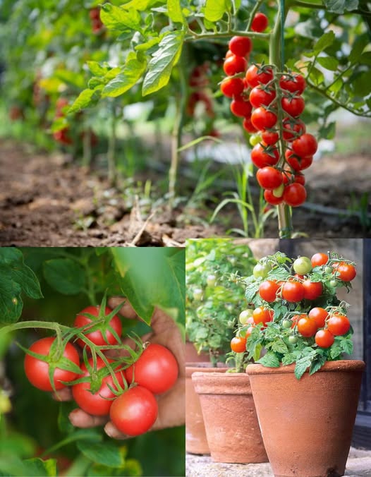 11 naturalnych wskazówek dla silnych i produktywnych roślin pomidorów