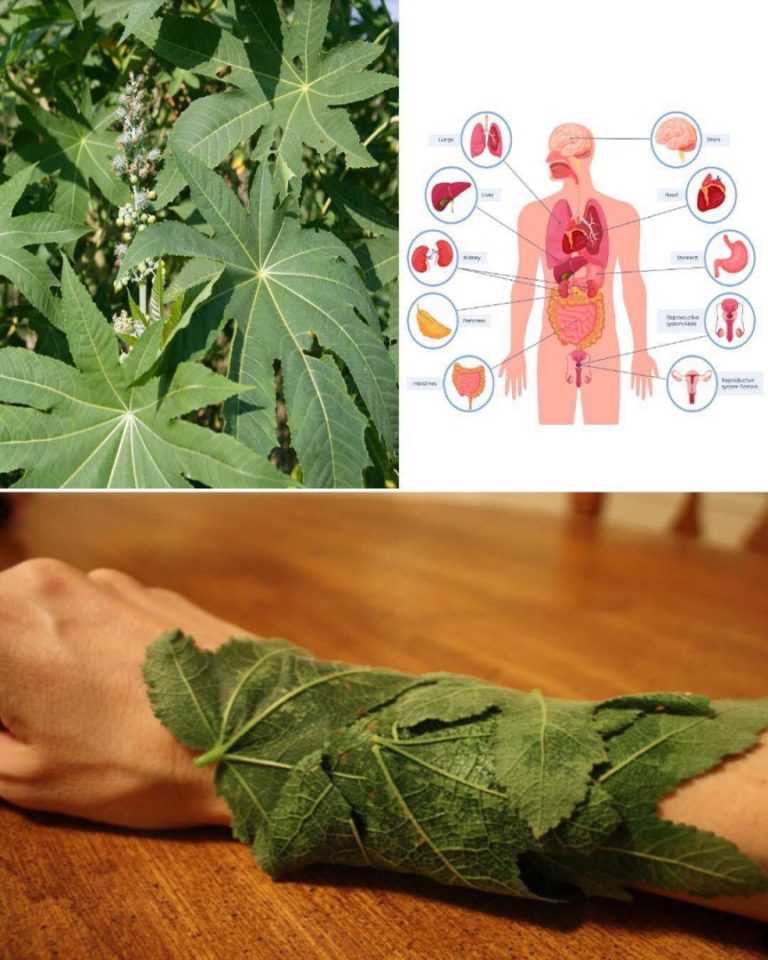 Niespodziewane korzyści zdrowotne rośliny rącznika pospolitego