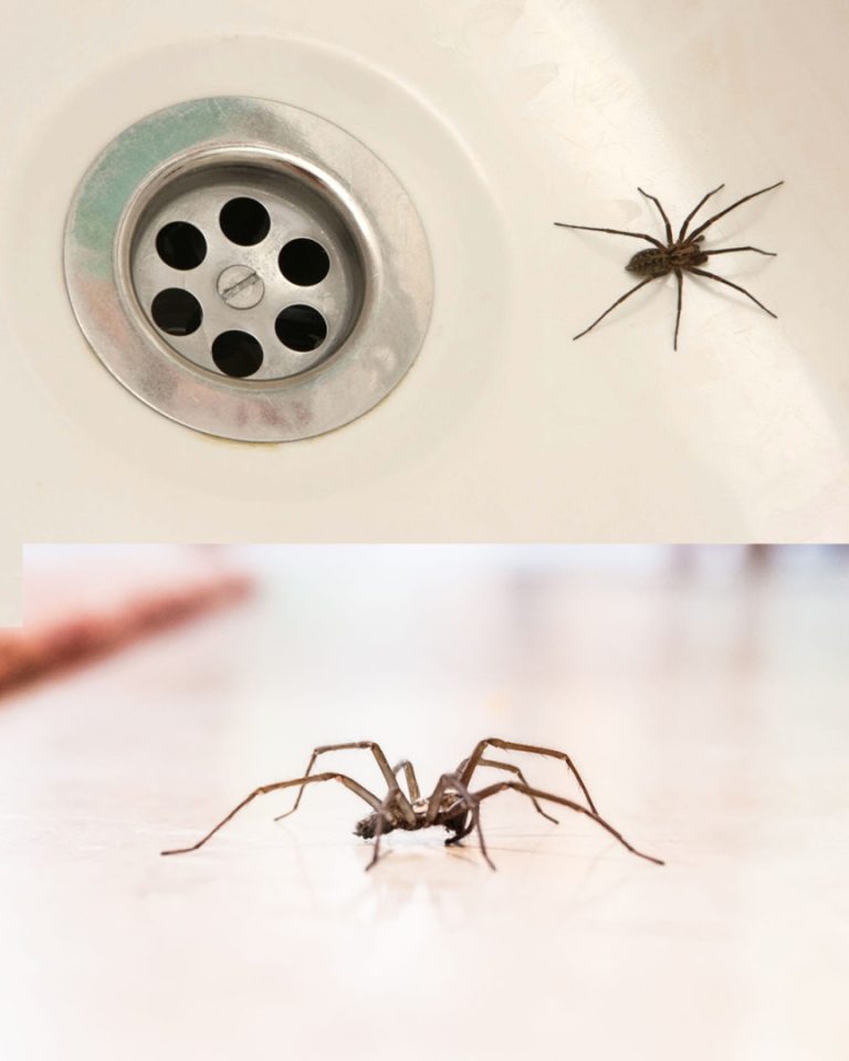 Dlaczego pająki atakują Twój dom (i jak naturalnie je odstraszyć)