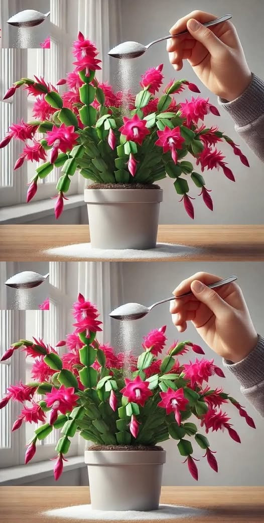 Zmień swoje rośliny doniczkowe w prawdziwe perełki dzięki temu sekretnemu składnikowi