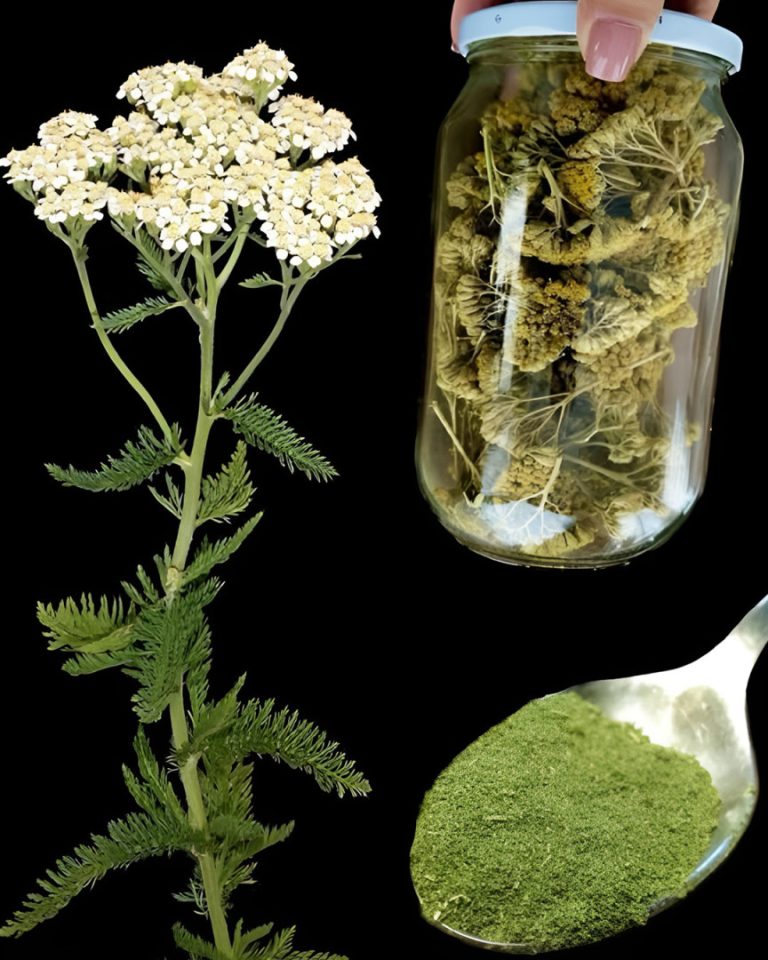 Krwawnik: ponadczasowa roślina lecznicza o niesamowitych właściwościach zdrowotnych