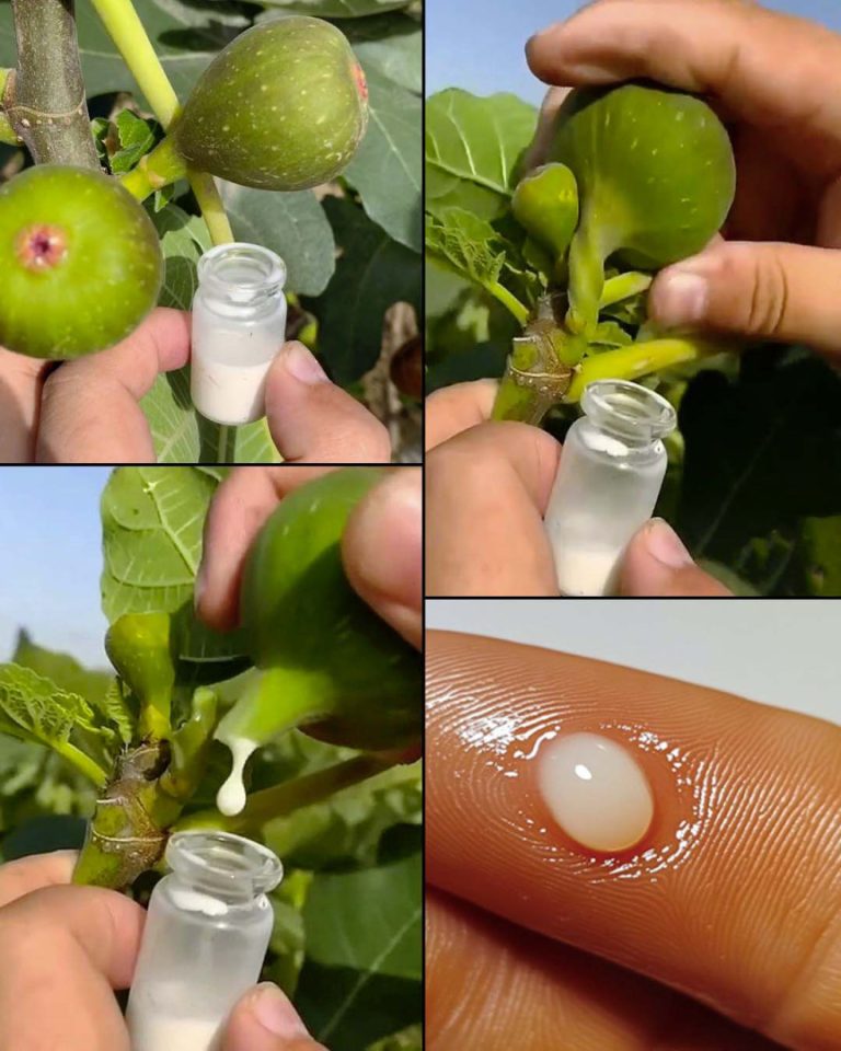 Mało znane sekrety soku figowego: zbiór, korzyści i konserwacja