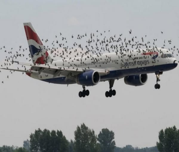 Boeing 787 uderzony przez ptaka: panika w samolocie po gwałtownej eksplozji silnika