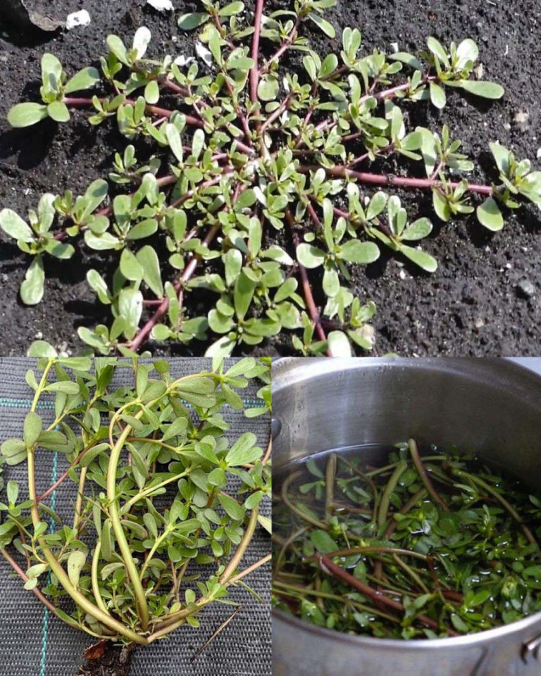 Mało znane zalety portulaki, które warto odkryć, aby mieć kwitnący ogród