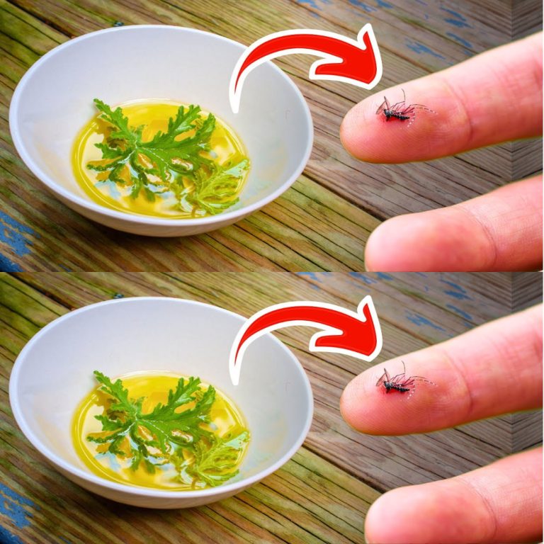 Ten domowy środek odstraszający komary jest tak skuteczny, że nigdy więcej nie kupisz go w sklepie!