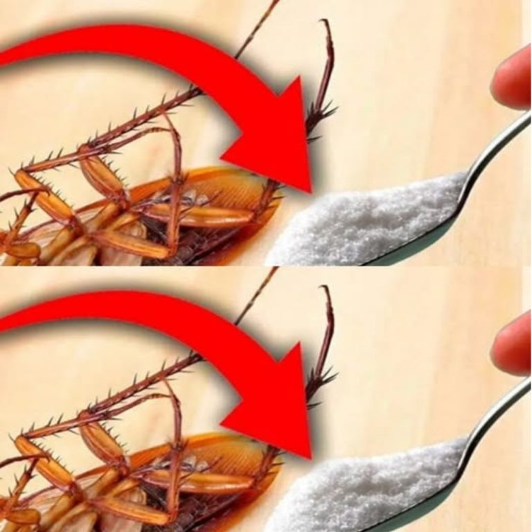 Home-Freel Środek odstraszający karaluchy do kuchni: skuteczny i ekonomiczny