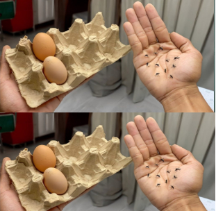 Pomysłowy środek odstraszający komary: kartony na jajka i goździki