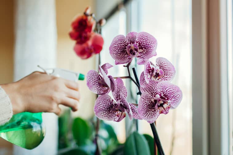 Orchidee: 4 dobre powody, dla których warto dodać sodę oczyszczoną do patelni