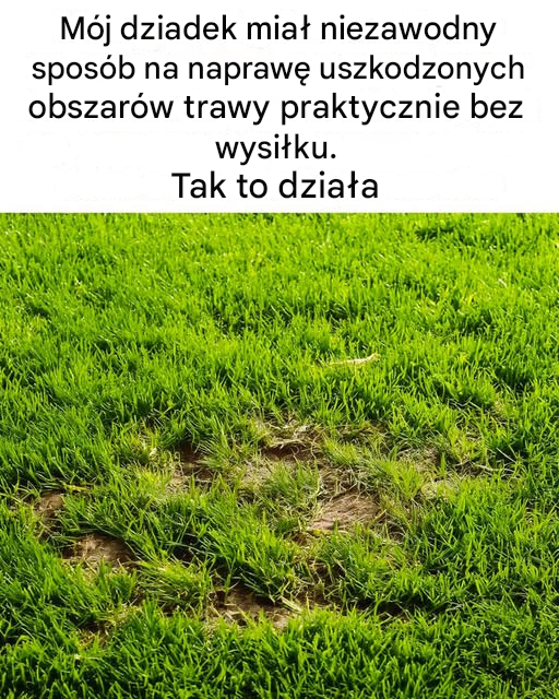 Oto jak naprawić uszkodzone obszary trawy