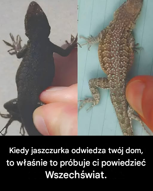 Kiedy jaszczurka odwiedza twój dom, to znak…