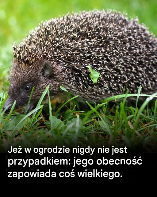Jeśli jeż przejdzie przez twój ogród, nigdy nie jest to nic nieznaczącego: jest to zwiastun ważnej zmiany