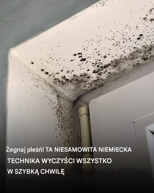 Pożegnaj się z pleśnią! Ta niemiecka sztuczka eliminuje wszystko w mgnieniu oka
