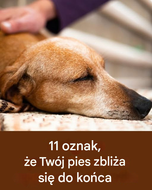 11 oznak, że życie Twojego psa dobiega końca...