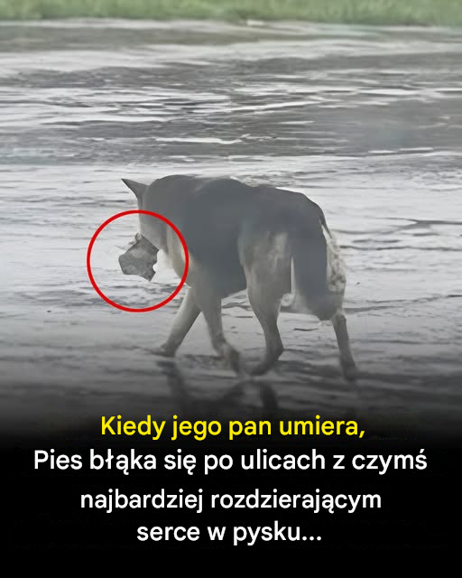 Jej pan nie żyje, a ona teraz błąka się po ulicach, niosąc ze sobą wspomnienie...