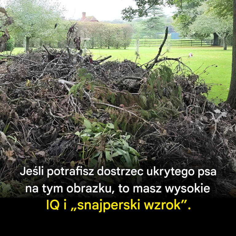 Czy potrafisz znaleźć ukrytego psa? Tylko ludzie z „snajperskim wzrokiem” potrafią to zrobić.
