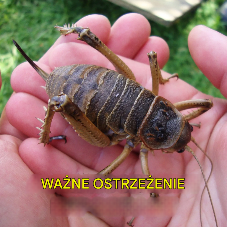Czym są te olbrzymie pluskwy wodne, które atakują Morze Śródziemne?