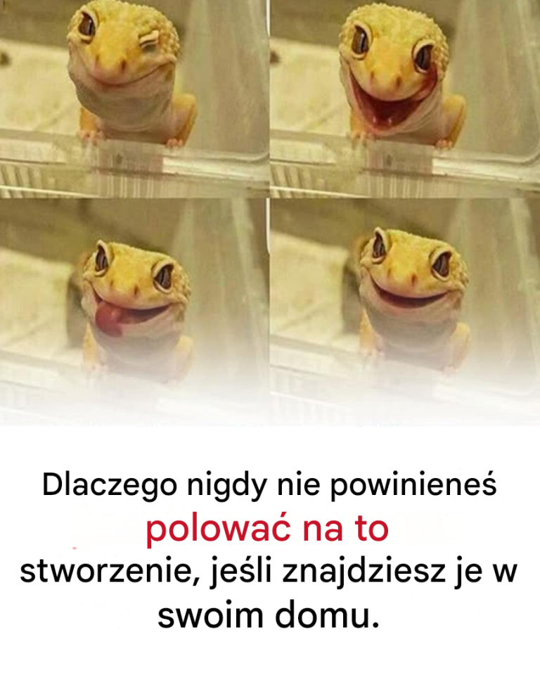 Dlaczego nigdy nie powinieneś polować na to stworzenie, jeśli znajdziesz je w swoim domu