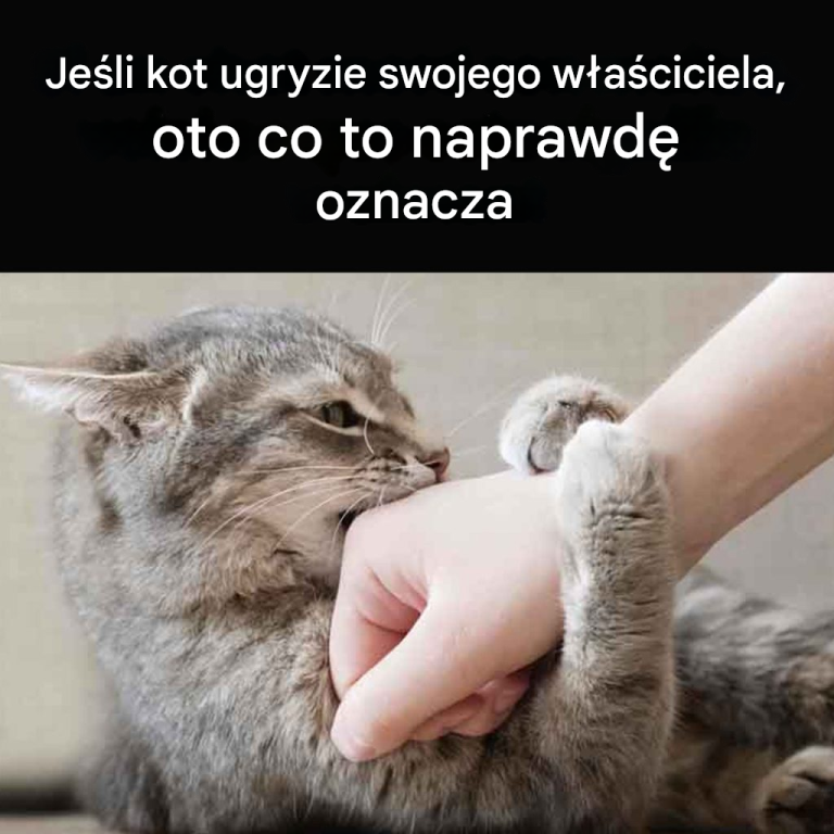 Czy Twój kot Cię podgryza? Oto co to oznacza