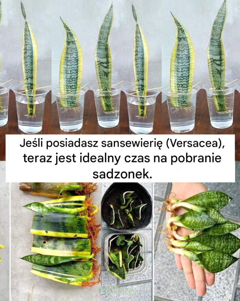Łatwe metody skutecznego rozmnażania Sansevierii