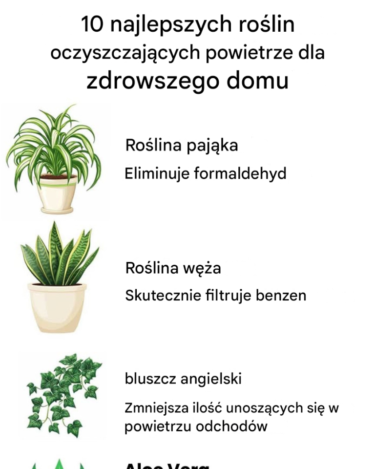 10 roślin oczyszczających powietrze dla zdrowszego domu