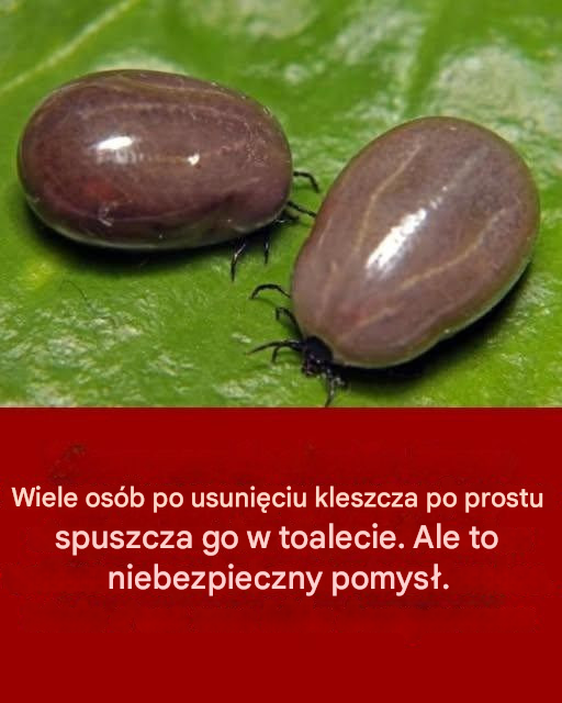 Jak skutecznie pozbyć się kleszczy, jeśli je znajdziesz?
