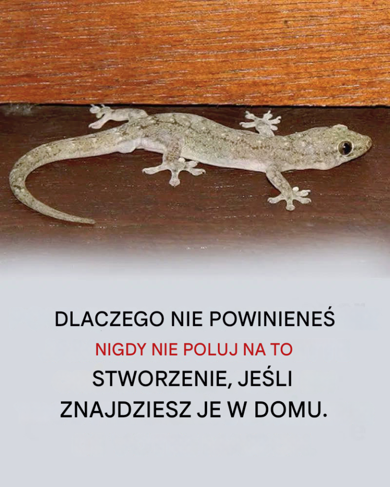 Dlaczego nigdy nie powinieneś polować na to stworzenie, jeśli znajdziesz je w swoim domu