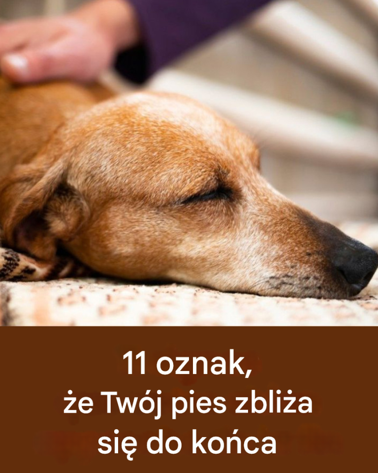 11 oznak, że życie Twojego psa dobiega końca...