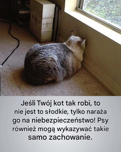 Naciskanie głowy u psów i kotów może być ostrzegawczym objawem choroby