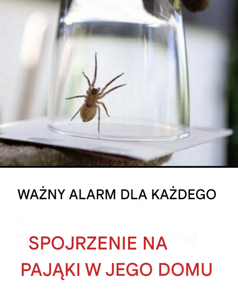 Dlaczego nigdy nie należy zabijać pająków w domu?