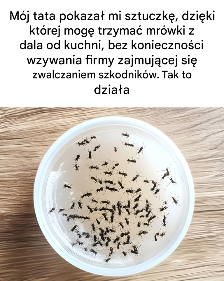 Sztuczka, która uniemożliwi mrówkom wejście do kuchni