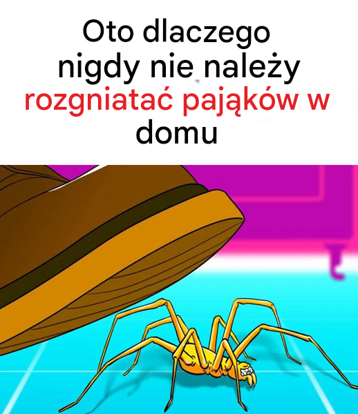 Oto dlaczego nigdy nie należy rozgniatać pająków w domu
