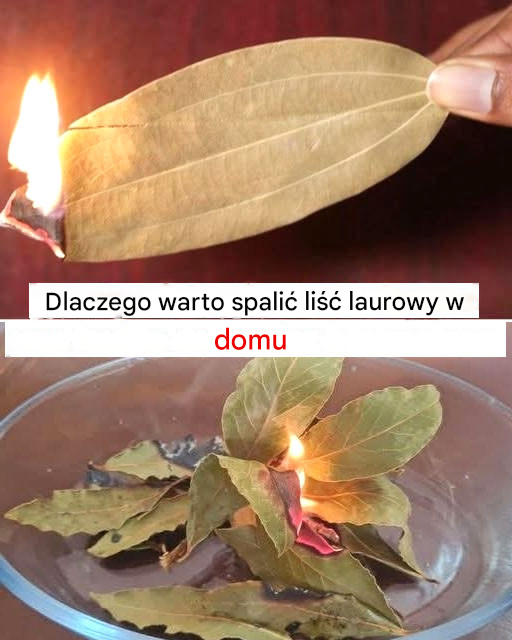 Dlaczego warto palić liść laurowy w domu?