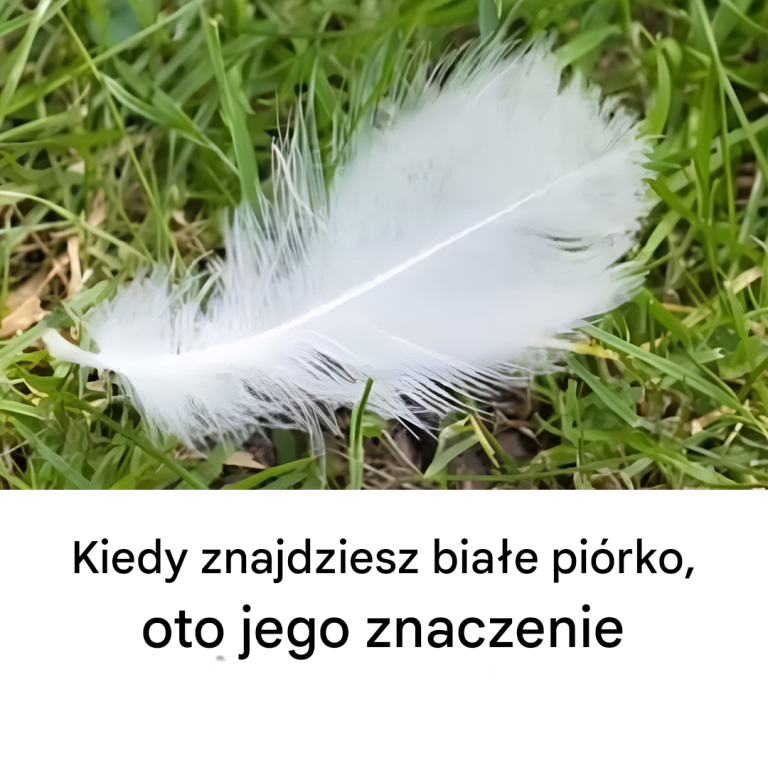 Kiedy znajdziesz białe piórko, oto co ono oznacza