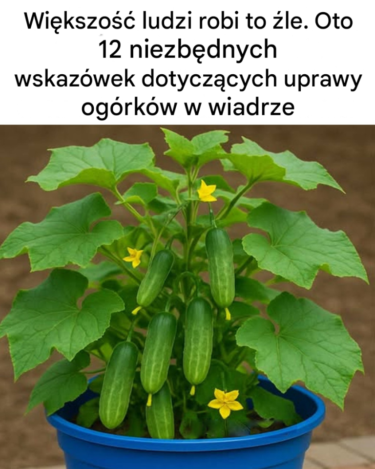 12 niezbędnych wskazówek dotyczących uprawy ogórków w wiadrze