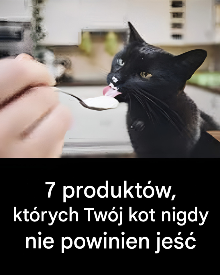 7 produktów, których nie powinieneś podawać kotu