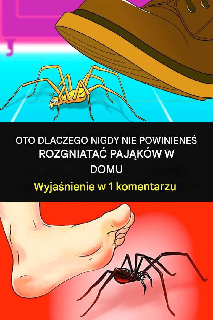 Dlaczego nigdy nie należy zabijać pająków w domu?