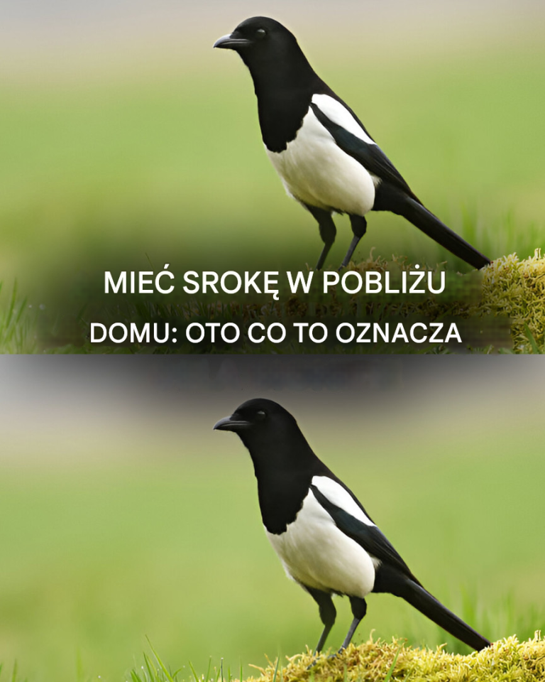 Sroka gadająca w domu: duchowe znaczenie niezwykłego spotkania
