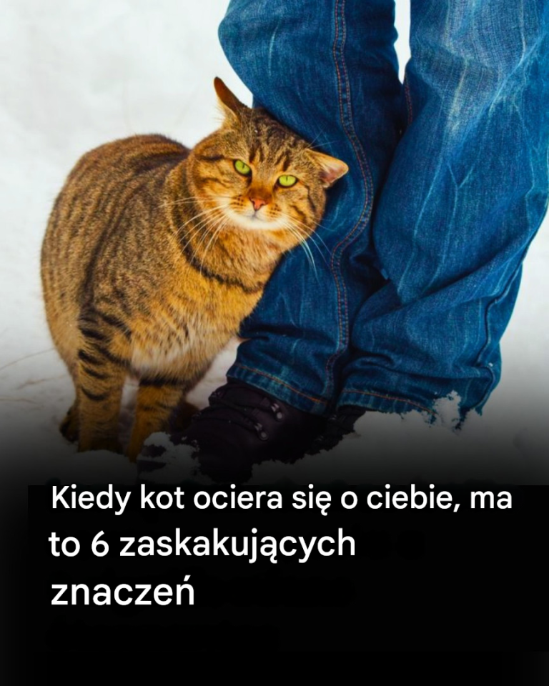 Co oznacza, gdy kot ociera się o Ciebie