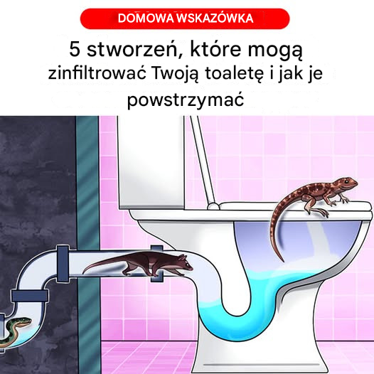 Nieoczekiwani intruzi w Twojej toalecie: jak ich nie dopuścić