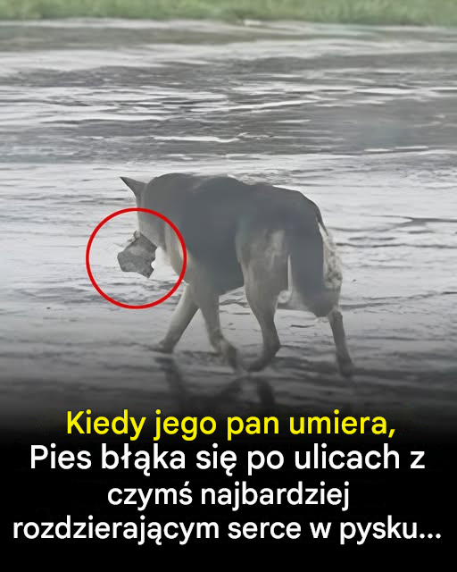 Zrozpaczony pies spaceruje po ulicy, trzymając swój cenny skarb w zębach.