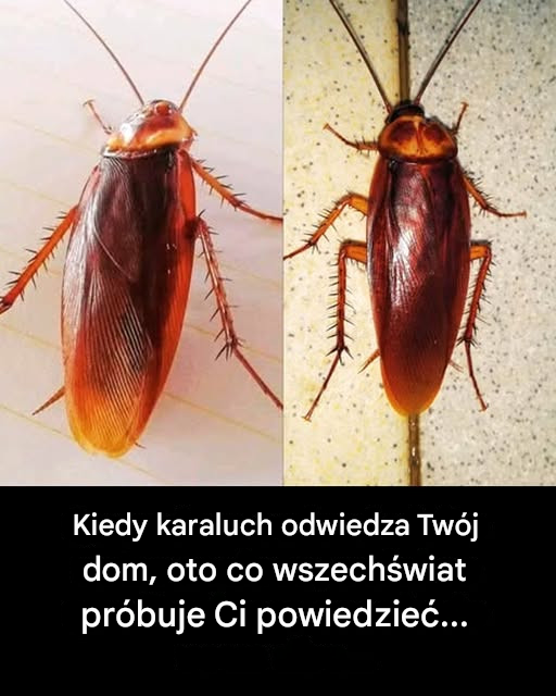 Nieoczekiwana obecność karalucha w domu: ukryta wiadomość do rozszyfrowania