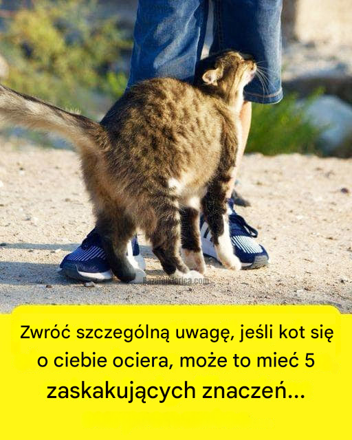 Zrozumienie gestów miłości u kota