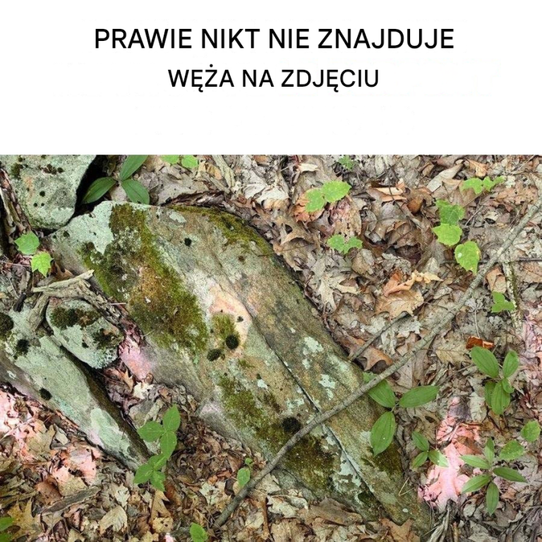 Wyzwanie wizualne: Czy potrafisz znaleźć ukryte zwierzę na tym obrazku?