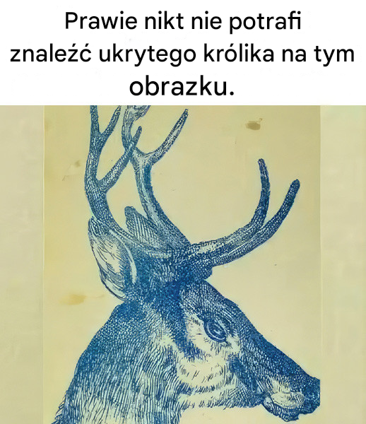 Wyzwanie wizualne: Czy potrafisz znaleźć królika ukrytego na obrazku z jeleniem w mniej niż 10 sekund?