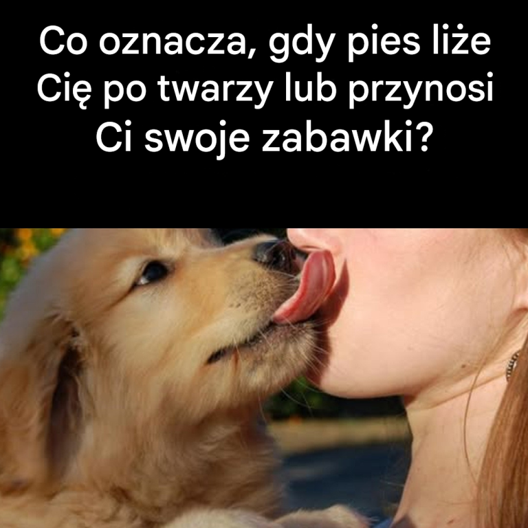 Co oznacza, gdy pies liże Cię po twarzy lub przynosi zabawki?