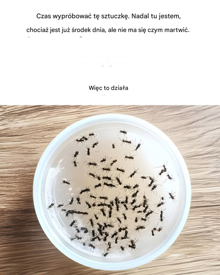 Sztuczka, która uniemożliwi mrówkom wejście do kuchni