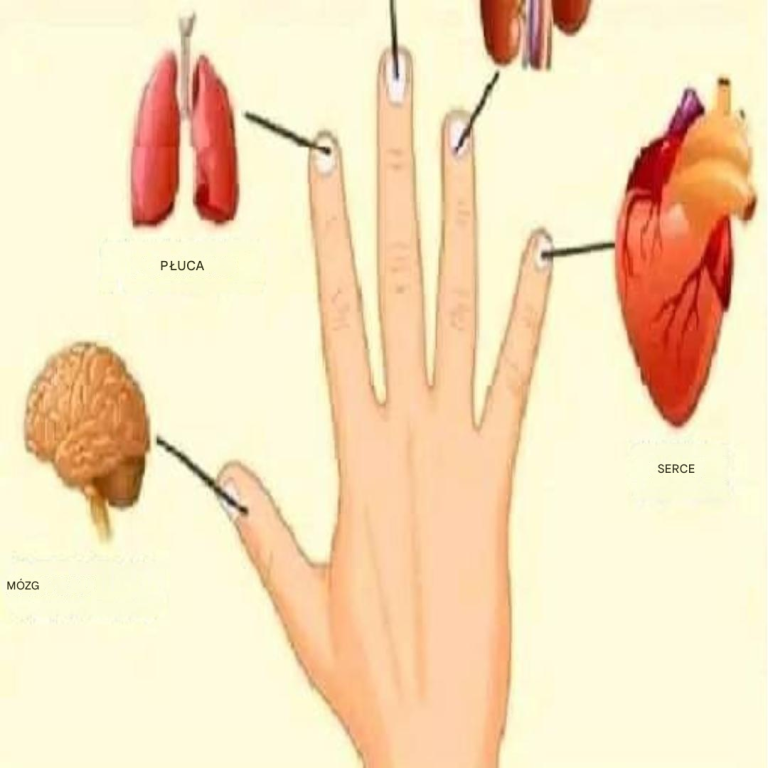 KAŻDY PALEC JEST POŁĄCZONY Z ORGANEM, NACIŚNIJ GO PRZEZ 5 SEKUND, ABY ZŁAGODZIĆ BÓL