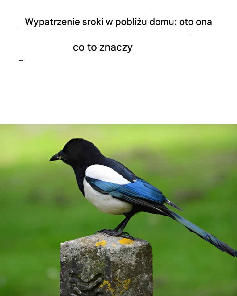 Zobaczyć srokę w pobliżu domu: oto jej znaczenie